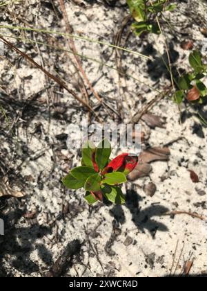 Zwerghuckleberry (Gaylussacia dumosa) Plantae Stockfoto