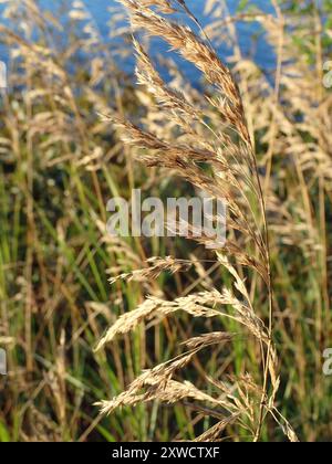 kanadische Blaugelenke (Calamagrostis canadensis) Plantae Stockfoto