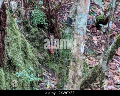 Mascarene Paradise-Flycatcher (Terpsiphone bourbonnensis) Aves Stockfoto