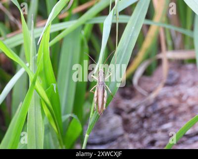 Lokomotive Grasshopper (Chorthippus apricarius) Insecta Stockfoto