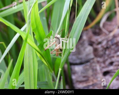 Lokomotive Grasshopper (Chorthippus apricarius) Insecta Stockfoto