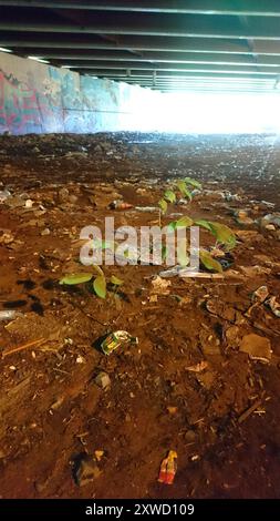 Bitternut Hickory (Carya cordiformis) Plantae Stockfoto