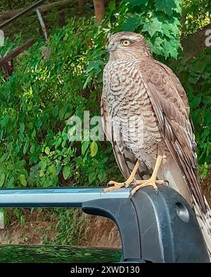 Sparrowhawk Nahaufnahme auf einem Kofferraum Stockfoto