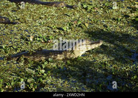 Alligator mit Sonnenbad, gesehen von der Transpantaneira Road, Pantanal von Mato Grosso, Brasilien Stockfoto