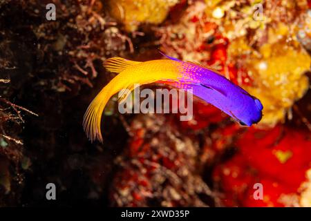 Honduras, Roatan, Royal Gramma (Gramma loreto) Stockfoto