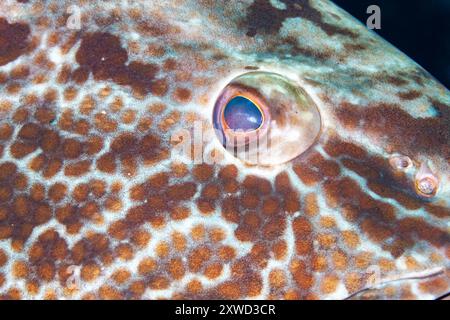 Honduras, Roatan, Black Grouper (Mycteroperca bonaci) Stockfoto