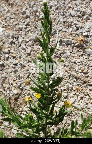 Falsche yellowhead (Dittrichia viscosa) Plantae Stockfoto