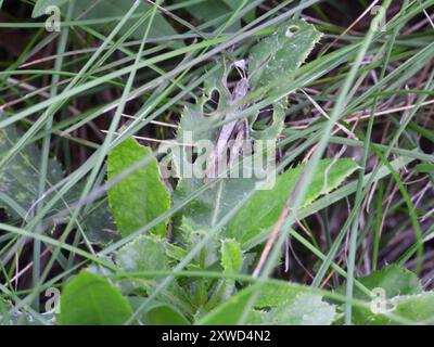 Lokomotive Grasshopper (Chorthippus apricarius) Insecta Stockfoto