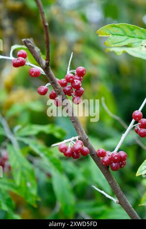 Orange und Rote Silberbeeren. Schließen Sie Oleaster Beeren. Stockfoto