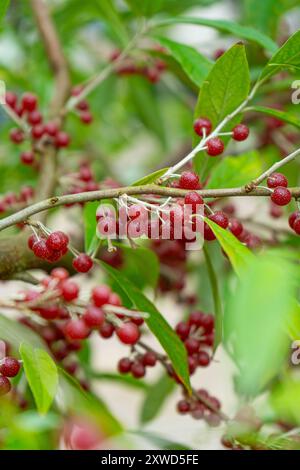 Orange und Rote Silberbeeren. Schließen Sie Oleaster Beeren. Stockfoto