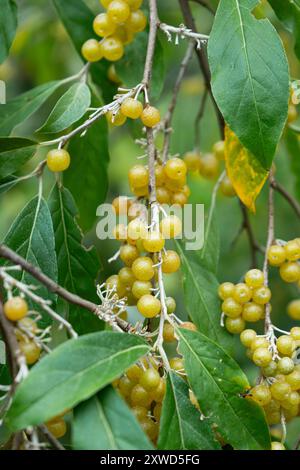 Orange und Rote Silberbeeren. Schließen Sie Oleaster Beeren. Stockfoto