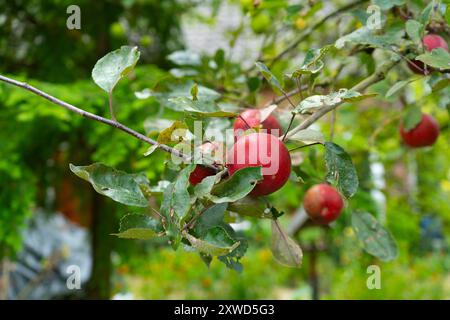 Rote Äpfel hängen vom Apfelbaum Stockfoto