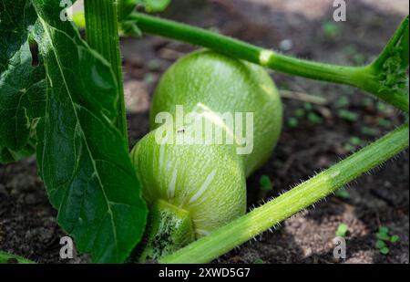 Baby Butternut Kürbis wächst im Garten Stockfoto