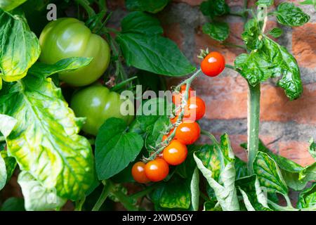 Bunte Tomaten wachsen auf der Weinrebe im Garten Stockfoto