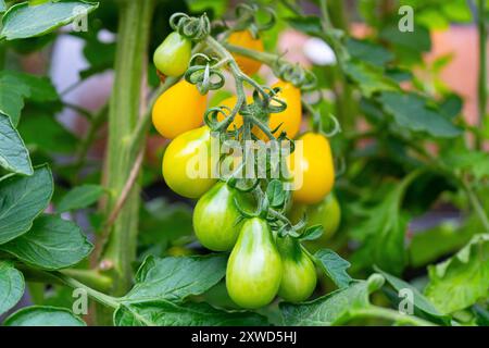 Bunte Tomaten wachsen auf der Weinrebe im Garten Stockfoto
