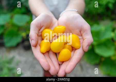 Ein Mädchen, das mehrere unterschiedlich farbige Cherry-Tomaten hält. Orange, Rote und gelbe Kirschtomaten. Stockfoto