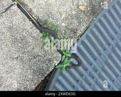 Die südliche Ringhalsschlange (Diadophis punctatus punctatus) Reptilia Stockfoto