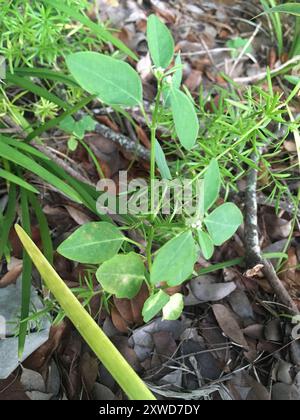 Grassleaf Spurge (Euphorbia graminea) Plantae Stockfoto