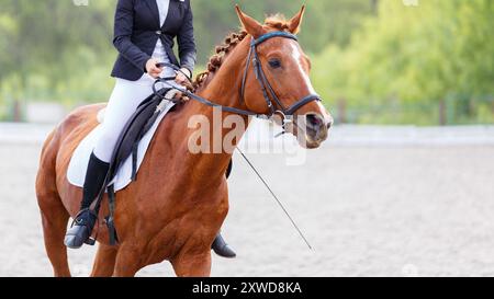 Reiter in formeller Kleidung, der ein Sauerampfer während eines Dressurwettbewerbs in einer üppigen Outdoor-Arena führt Stockfoto