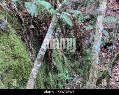 Mascarene Paradise-Flycatcher (Terpsiphone bourbonnensis) Aves Stockfoto