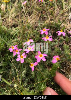 Variable Linanthus (Leptosiphon parviflorus) Plantae Stockfoto