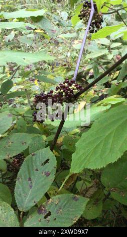 Amerikanische Spikenard (Aralia racemosa) Plantae Stockfoto