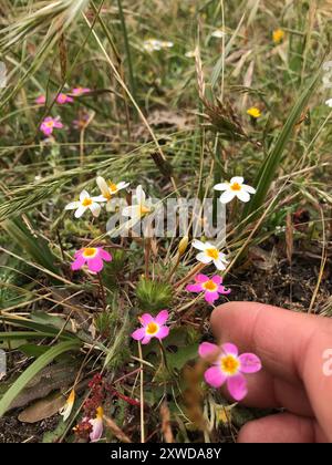 Variable Linanthus (Leptosiphon parviflorus) Plantae Stockfoto