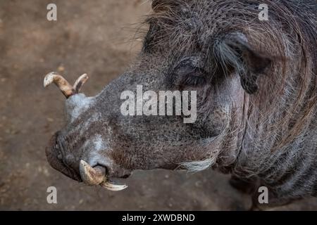 Ein großes männliches Warzenschwein. Nahaufnahme des gewöhnlichen Warzenschweins -Phacochoerus africanus. Reisefoto, selektiver Fokus Stockfoto