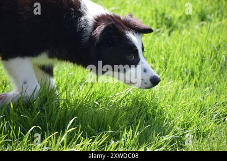 Grenzt An Collie Färöer Inseln Stockfoto