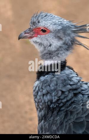 Der südliche Schreier Chauna torquata ist eine Vogelart der Familie Anhimidae der Wasservögel Ordnung Anseriformes. Crest oder Southern Screamer Close Stockfoto