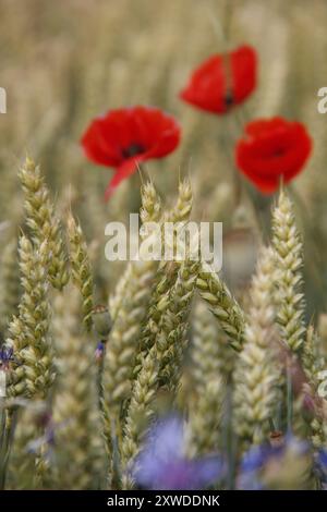 Weizenfeld mit Mohnblumen Stockfoto