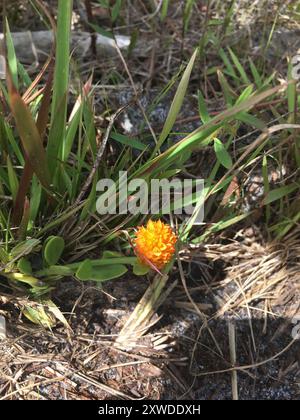 Orangenmilchkraut (Polygala lutea) Plantae Stockfoto