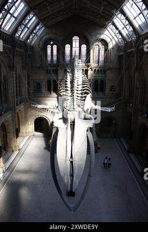 Walskelett in der großen Halle des British Natural History Museum, London Stockfoto