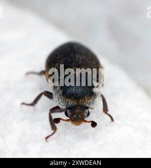 Lederkäfer (Dermestes sibiricus). Hautkäfer. Ein häufiger Schädling in Häusern. Blick von vorne. Stockfoto