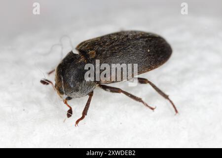 Lederkäfer (Dermestes sibiricus). Hautkäfer. Ein häufiger Schädling in Häusern. Blick von der Seite. Stockfoto