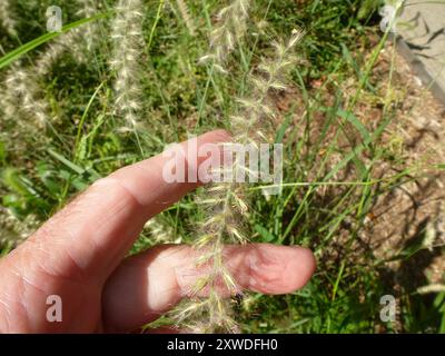 Chinesisches Pennisetum (Cenchrus alopecuroides) Plantae Stockfoto