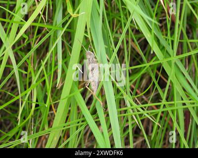 Lokomotive Grasshopper (Chorthippus apricarius) Insecta Stockfoto