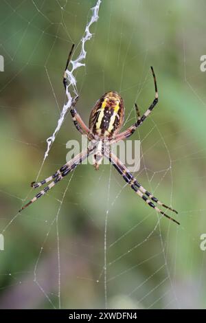 Wespenspinne, Argiope Bruennichi, im Netz, auf der ventralen Seite Stockfoto