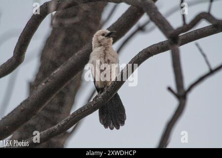 Southern Pied-Babbler (Turdoides bicolor) Aves Stockfoto