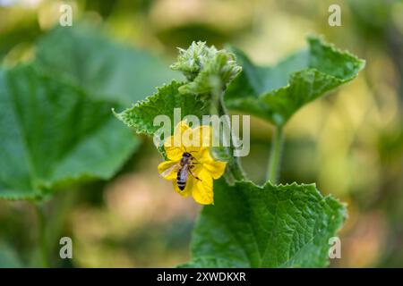 Eine Honigbiene steht hoch und bestäubt eine Blume aus einer Gurkenpflanze Stockfoto