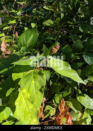 Kalifornische Süßstrauch (Calycanthus occidentalis) Plantae Stockfoto