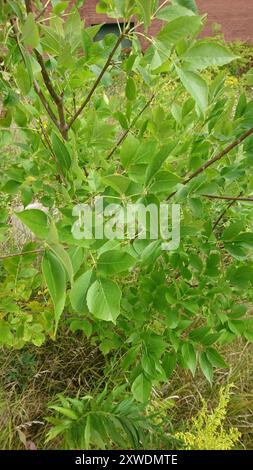 Grünasche (Fraxinus pennsylvanica) Plantae Stockfoto