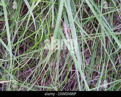 Lokomotive Grasshopper (Chorthippus apricarius) Insecta Stockfoto