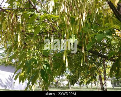 Grünasche (Fraxinus pennsylvanica) Plantae Stockfoto