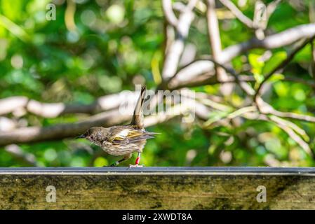 Ein weiblicher Stitchvogel (Hihi) (Notiomystis cincta) auf der Insel Tiritiri Matangi bei Auckland auf der Nordinsel Neuseelands Stockfoto