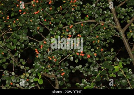 Hjelmqvist's Cotoneaster (Cotoneaster hjelmqvistii) Plantae Stockfoto