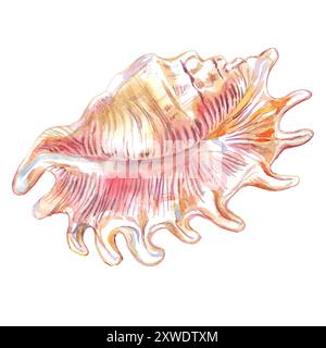 Skorpion Spinnenmuschel, Lambis Scorpius, flache, wellige Fächerform mit langen Vorsprüngen an den Kanten. Muschelisolat der Unterwasserwelt in Stockfoto