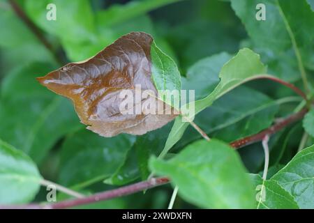 Feuerbrand. Krankheitssymptome durch Bakterien Erwinia amylovora auf einem Apfelblatt. Stockfoto