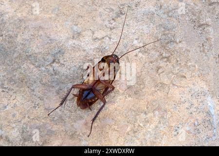 Tote Kakerlake (australische Kakerlake - Periplaneta australasiae), die auf dem Rücken liegend Stockfoto