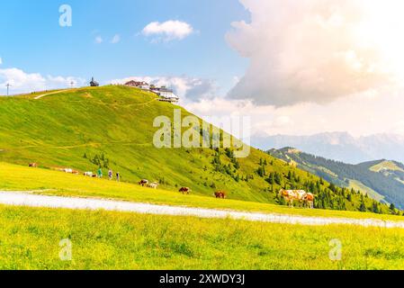 In den österreichischen Alpen weiden Kühe an einem sonnigen Sommertag friedlich auf den üppig grünen Hängen der Schmittenhohe. Besucher können die beschauliche Landschaft genießen. Stockfoto